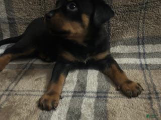Rottweiler dogs Loner - Ad 8