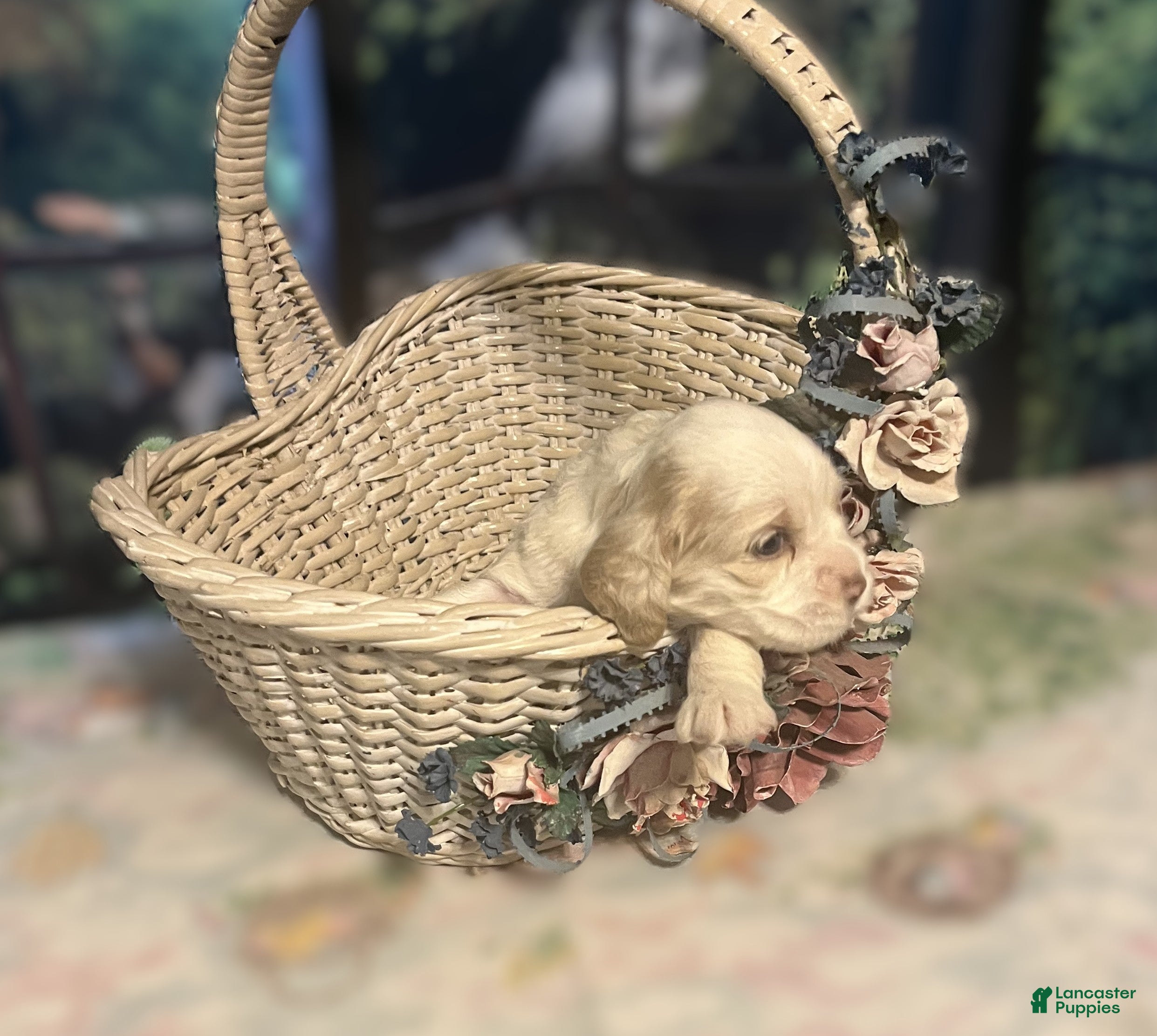 Cocker Spaniel dogs Cocker Spaniel Puppy 5 Female - Daisy - Ad 2