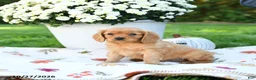 Golden Retriever dogs for sale: Luke - Ad 3