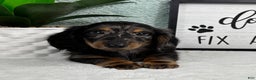 Miniature Dachshund dogs for sale: Dax - Ad 1