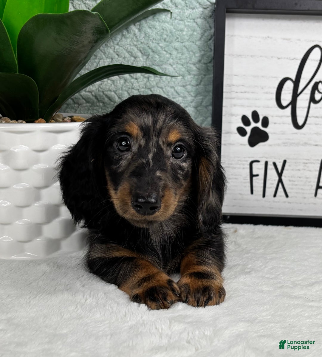 Miniature Dachshund dogs for sale: Dax - Ad 1