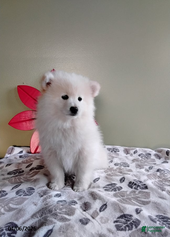 Mixed Breed dogs Roxy - Ad 2