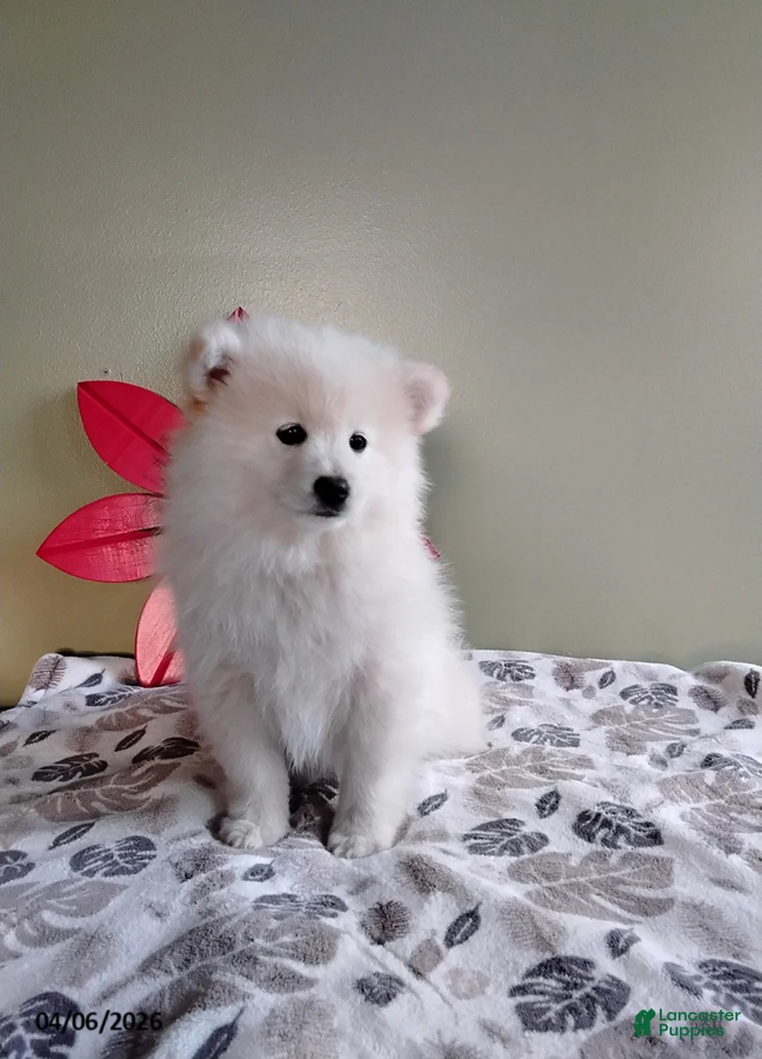 Mixed Breed dogs for sale: Rusty - Ad 2