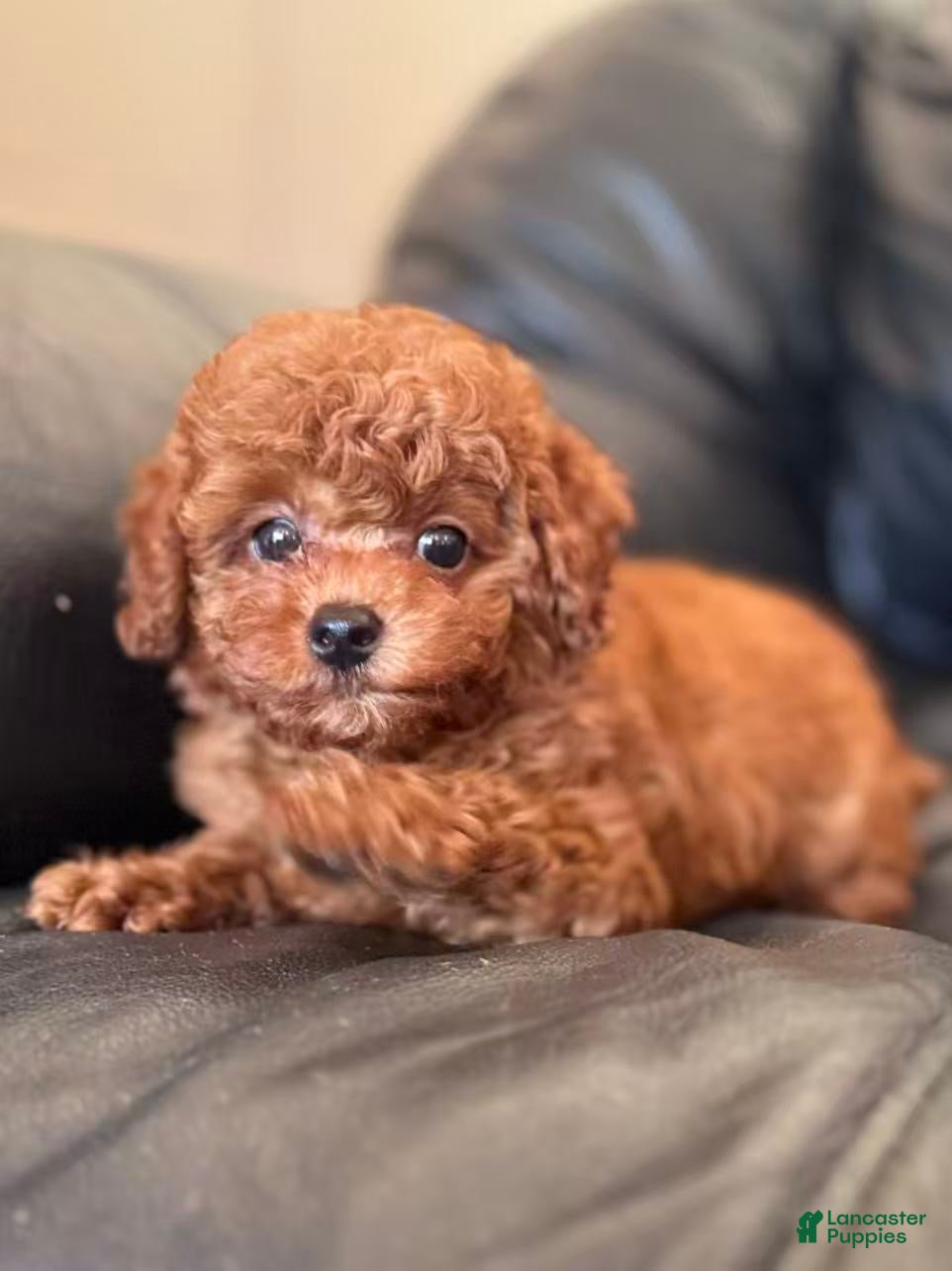 Toy Poodle dogs for sale: Milo - Ad 4