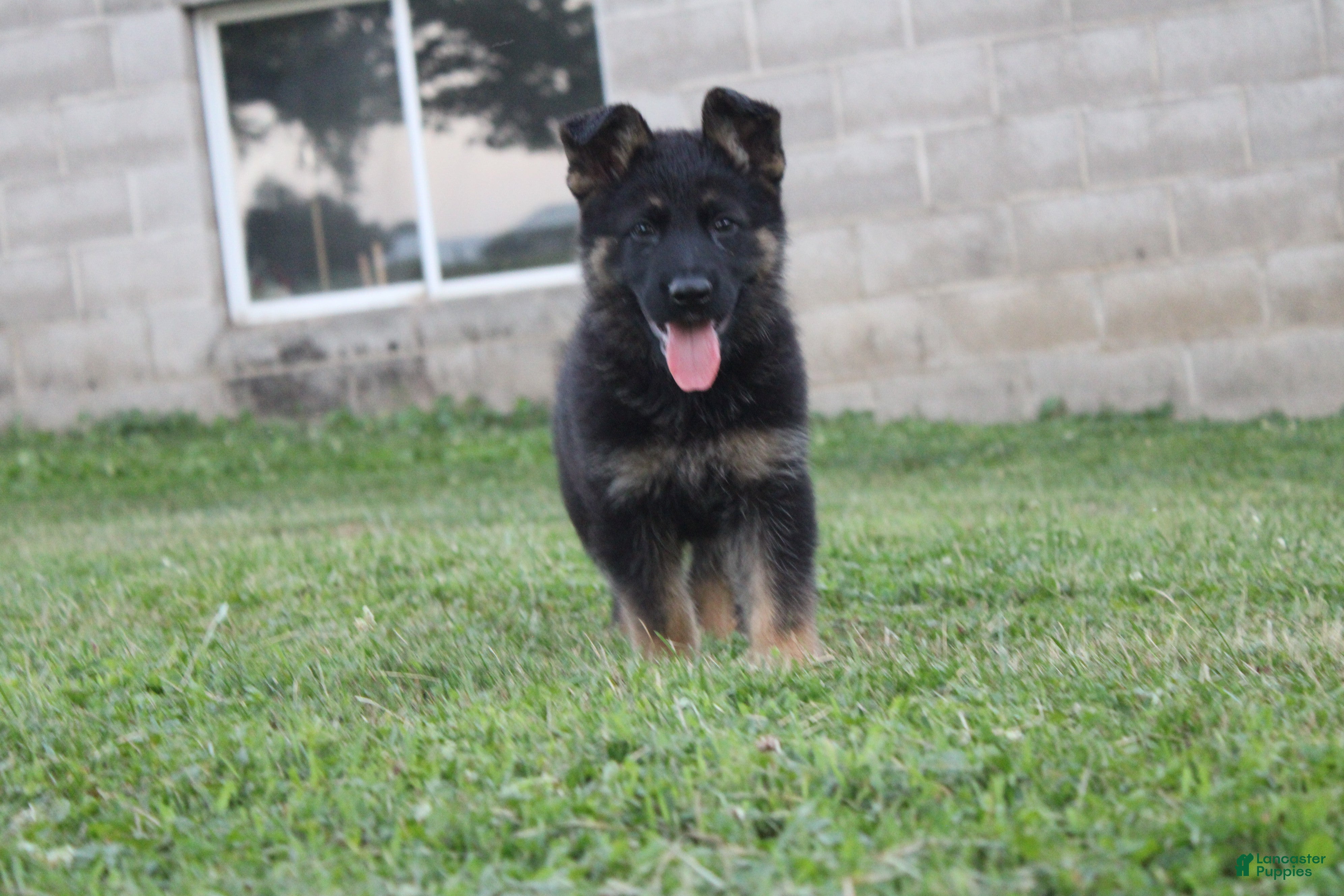 German Shepherd dogs for sale: Bear - Ad 1