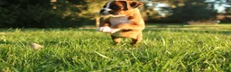 Boxer dogs for sale: Ruthie - Ad 2