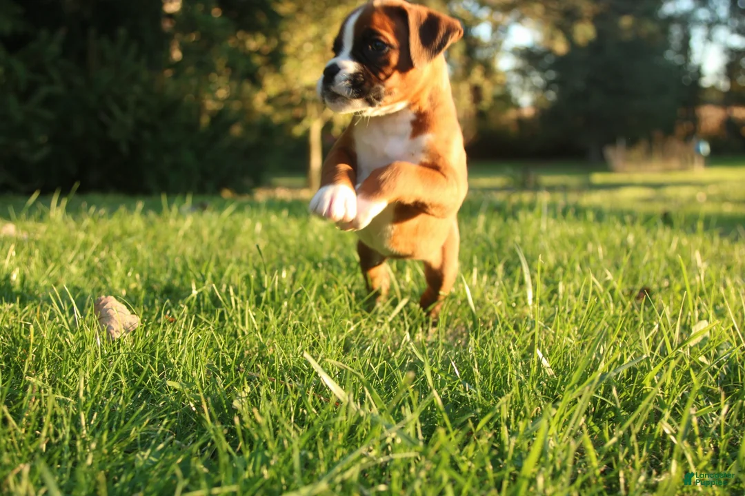 Boxer dogs for sale: Ruthie - Ad 2