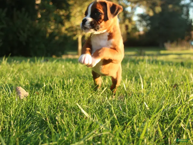Boxer dogs Ruthie - Ad 2