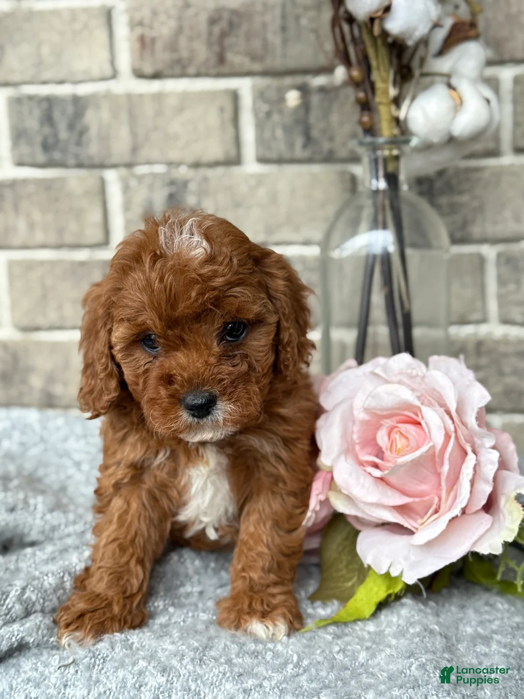 Cavapoo dogs for sale: Kassie - Ad 1