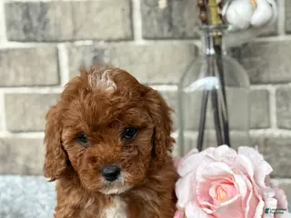 Cavapoo dogs for sale: Kassie - Ad 3