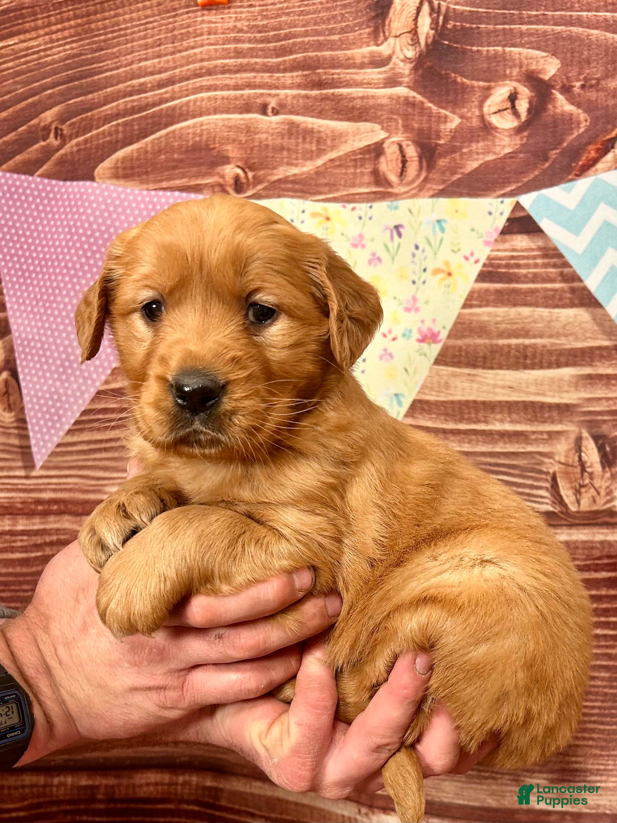 Golden Retriever dogs Juliet  - Ad 1