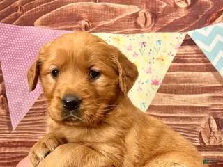 Golden Retriever dogs for sale: Juliet - Ad 2