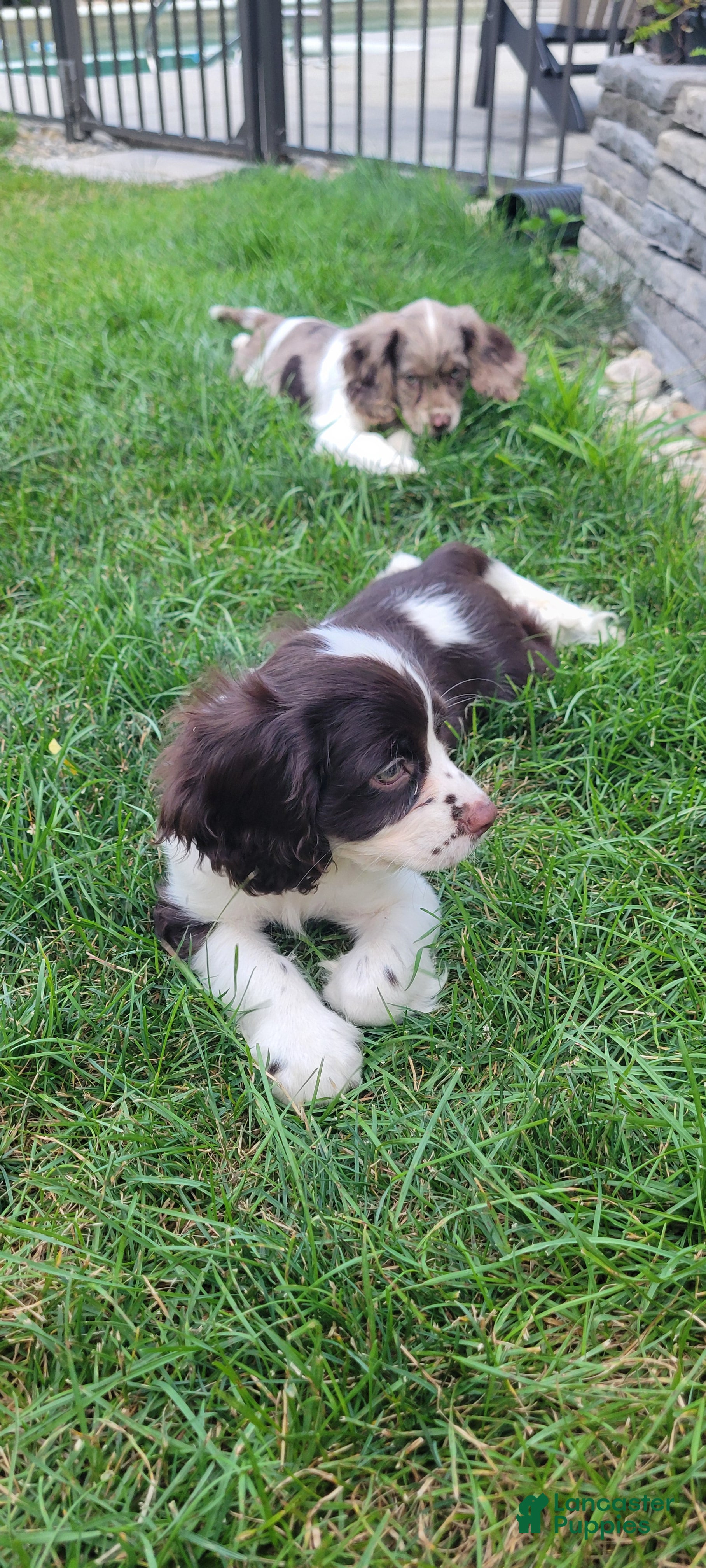 Mixed Breed dogs Kisses - Ad 2