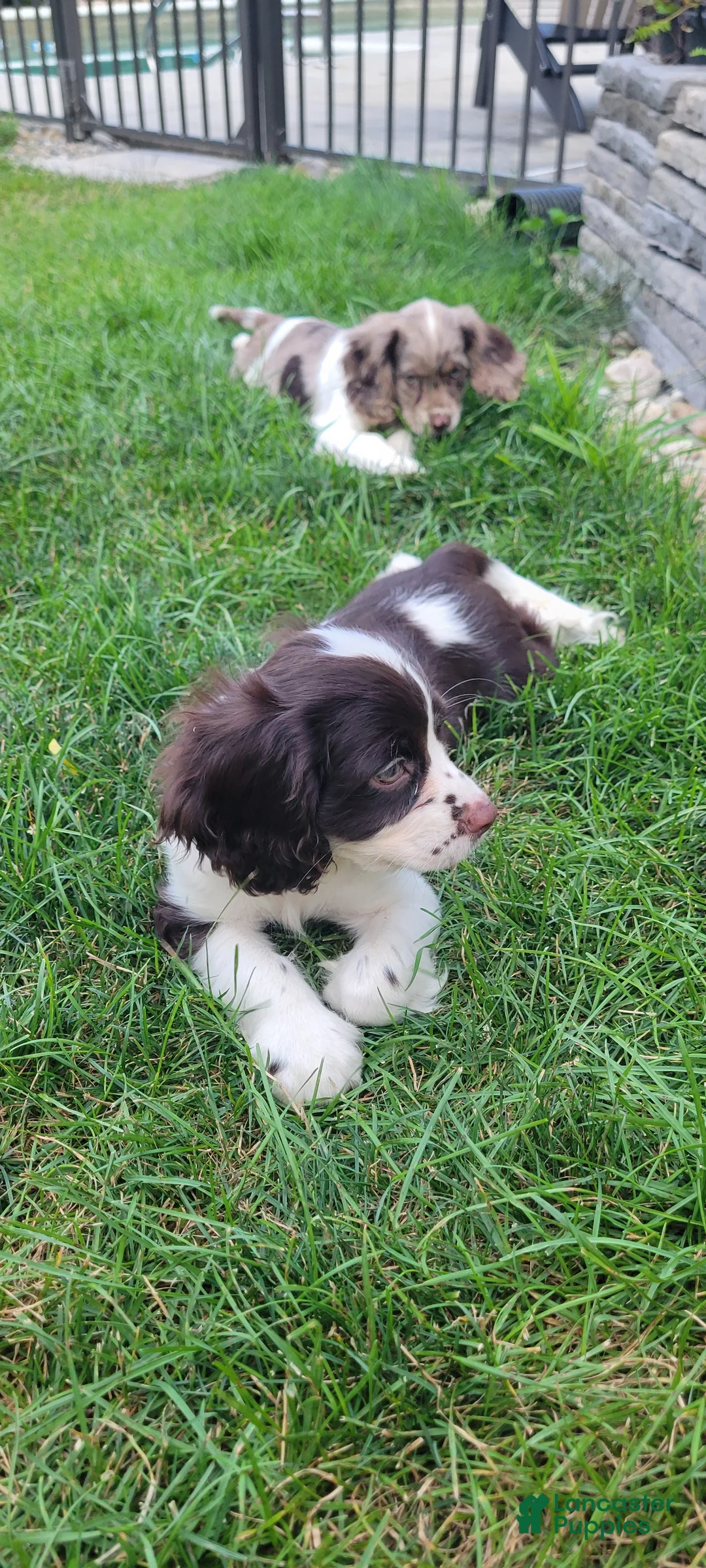 Mixed Breed dogs for sale: Kisses - Ad 2