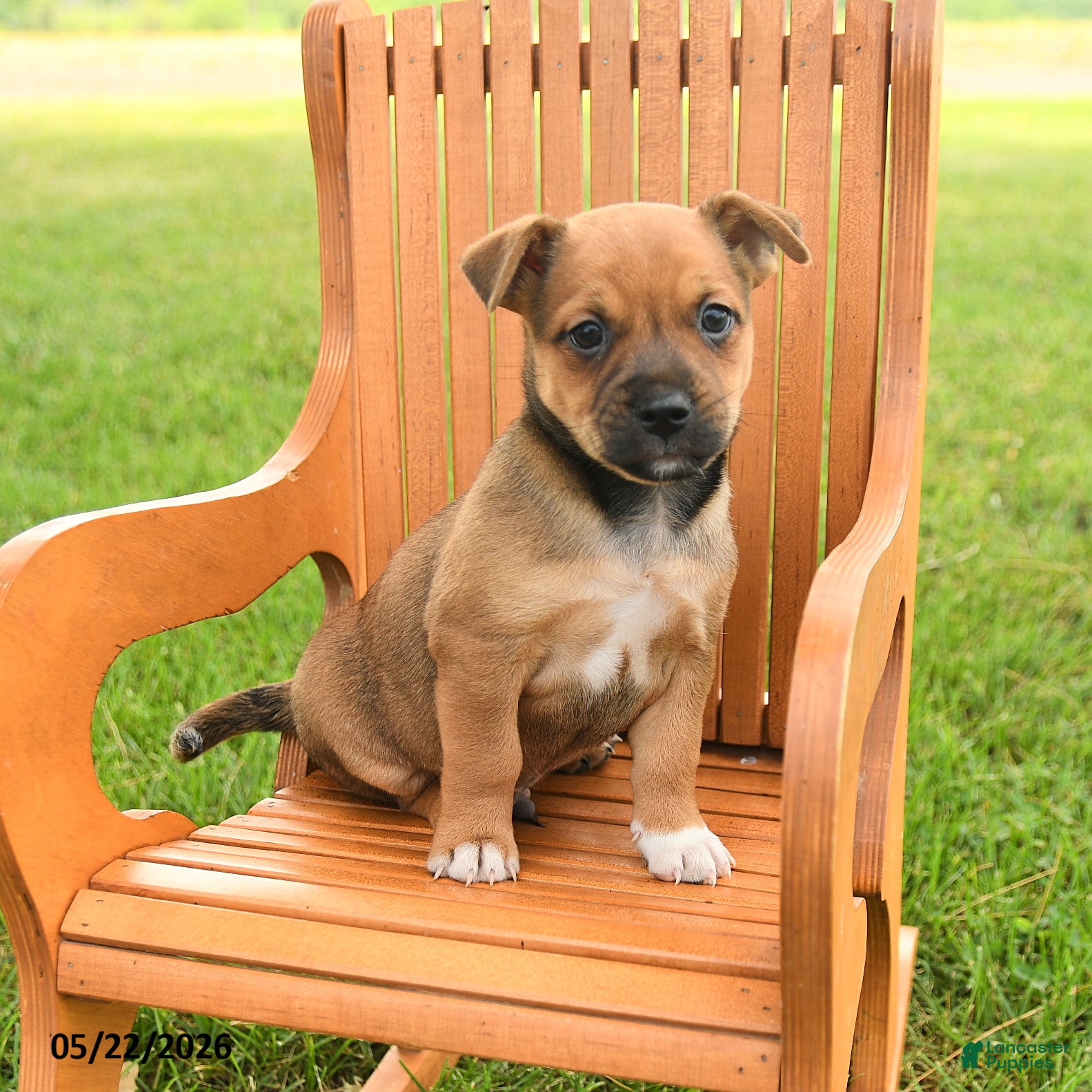 Jug dogs Kylian - Ad 1