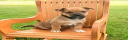 Jug dogs for sale: Kylian - Ad 1