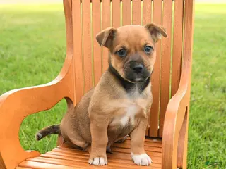 Jug dogs for sale: Kylian - Ad 2