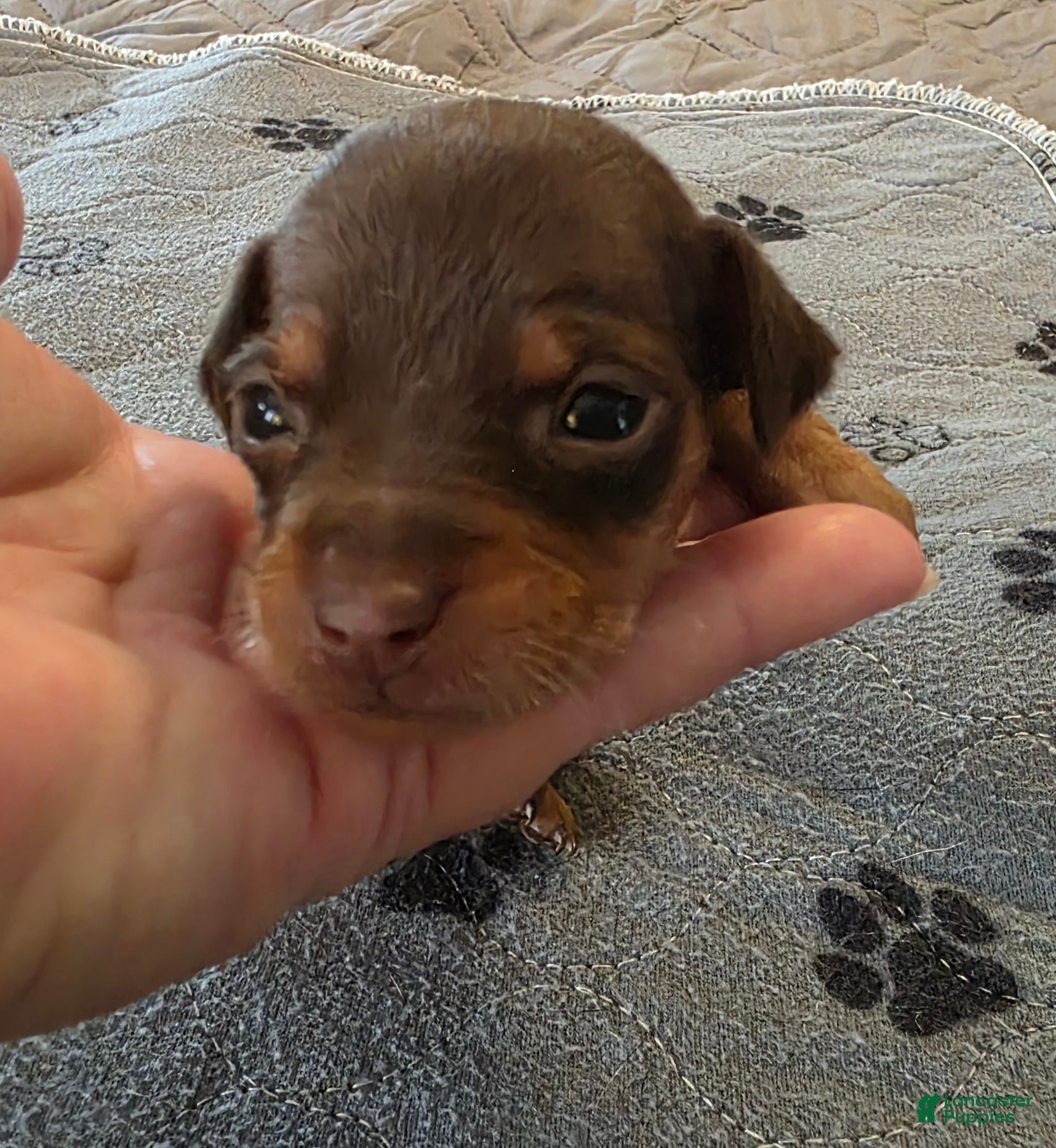 Miniature Pinscher dogs J-yellow - Ad 2