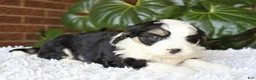 Mini Bernedoodle dogs for sale: Luna - Ad 6