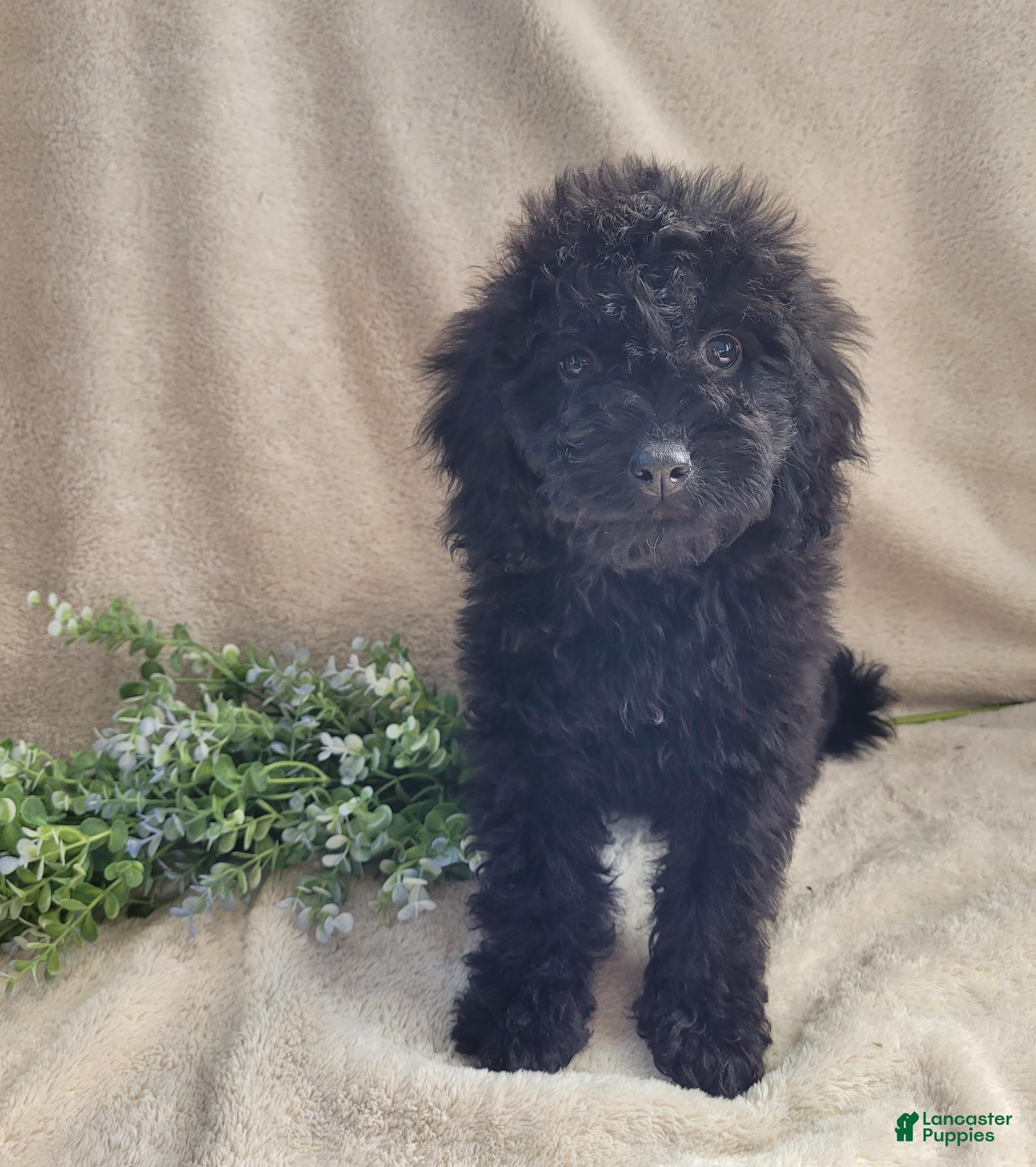 Cavapoo dogs Georgie - Ad 1