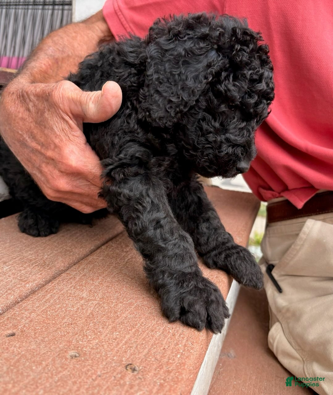 Mixed Breed dogs for sale: Sammy - Ad 2