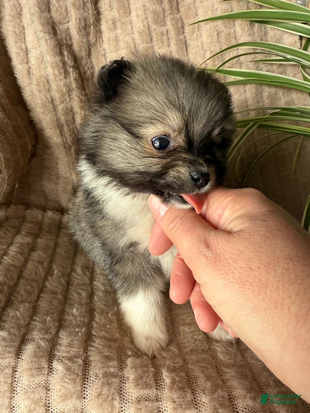 Pomeranian dogs for sale: Lynn - Ad 20