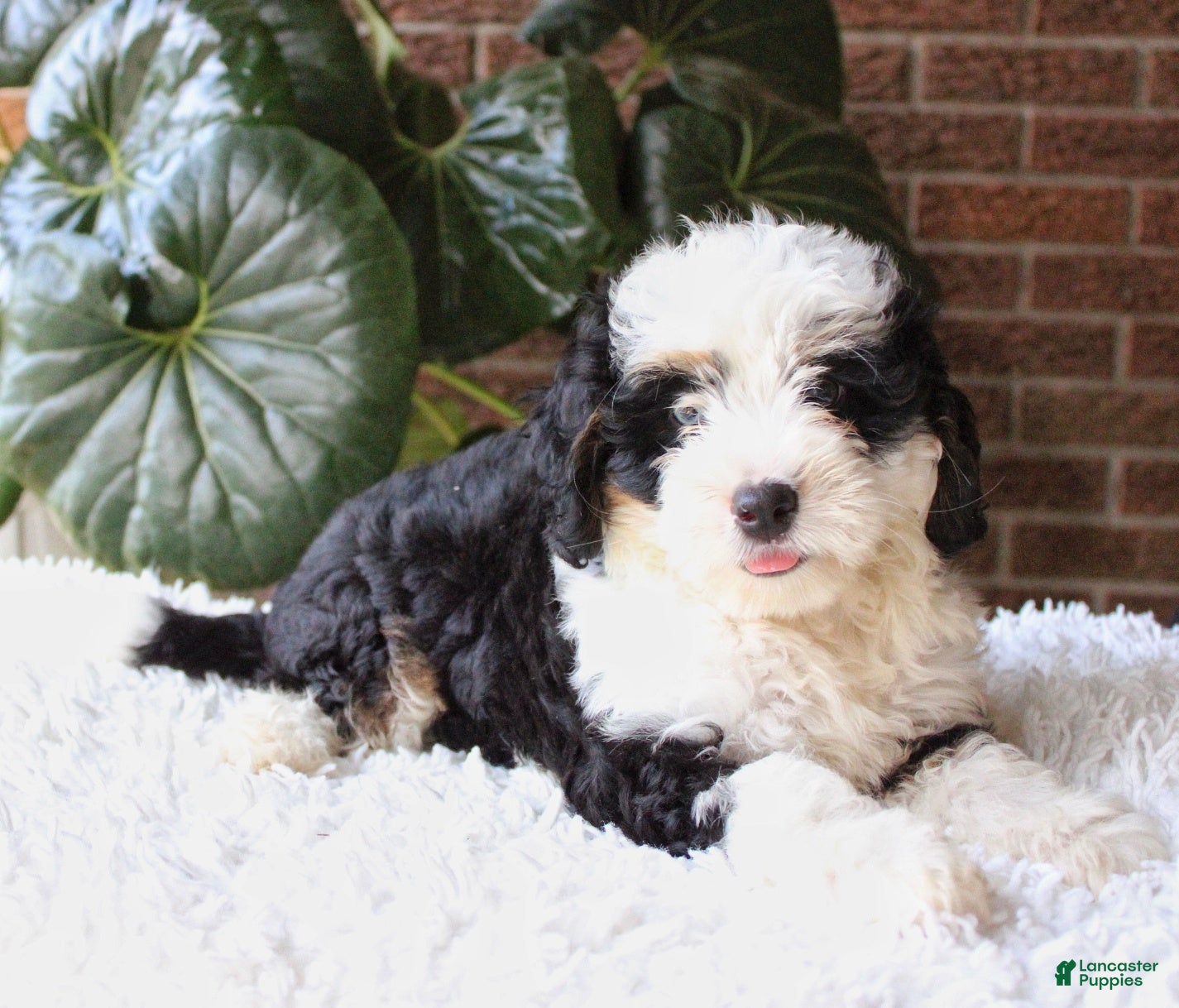 Mini Bernedoodle dogs Coco - Ad 2