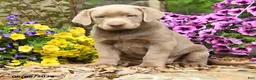 Labrador Retriever dogs for sale: Sandy - Ad 3