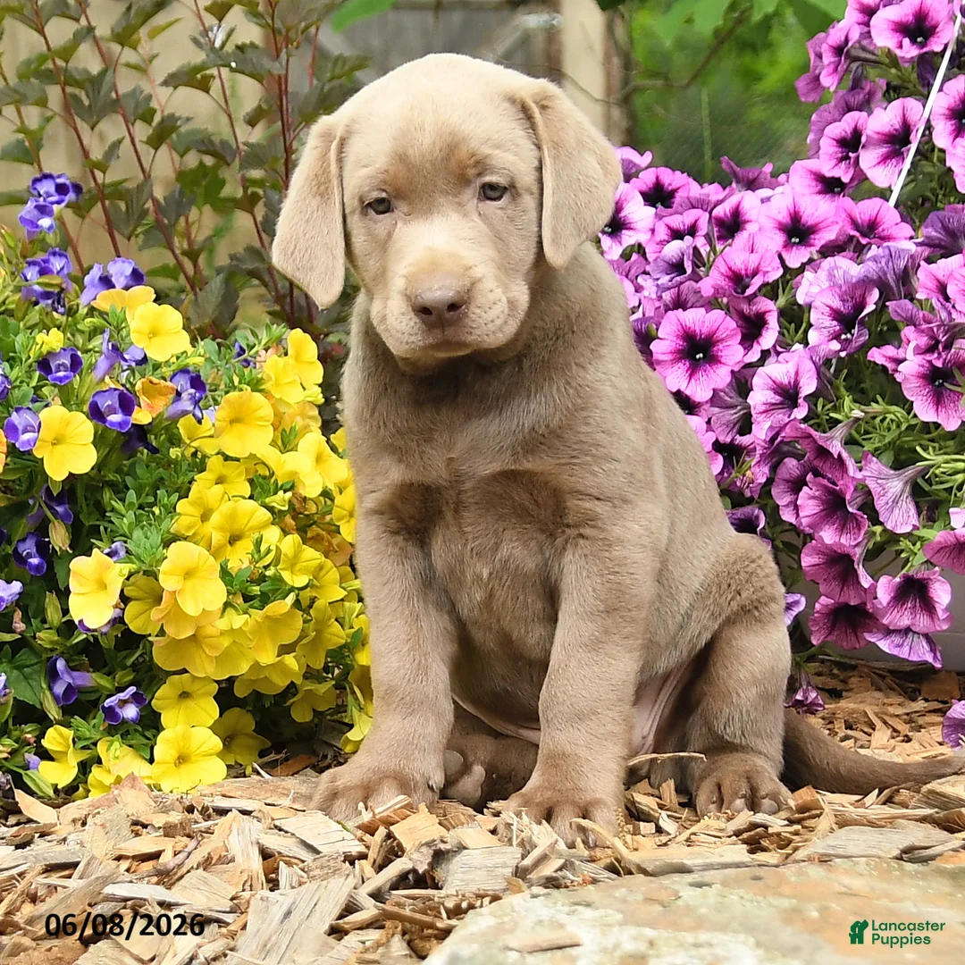 Labrador Retriever dogs for sale: Sandy - Ad 3