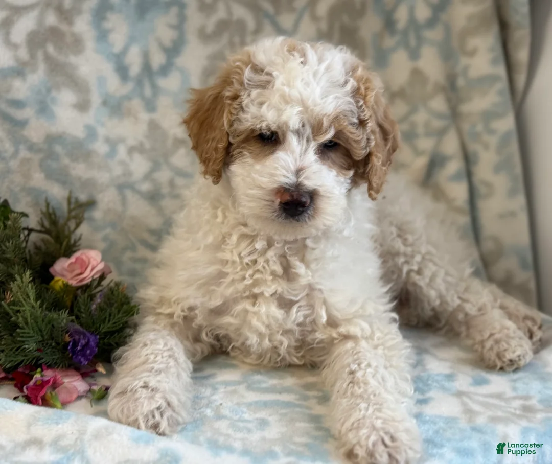 Mini Goldendoodle dogs for sale: Checkers - Ad 9