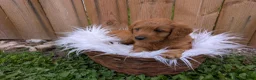 Irish Doodle dogs for sale: Mini Irish Doodle  - Ad 6