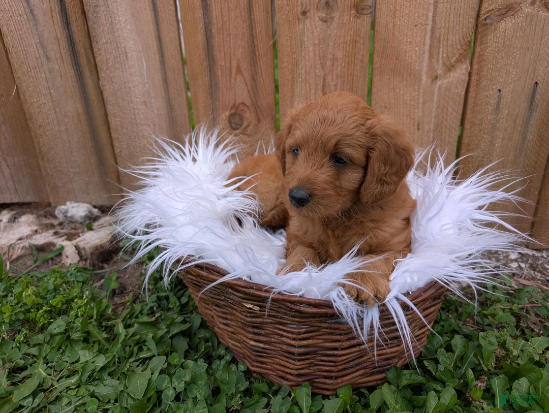 Irish Doodle dogs for sale: Mini Irish Doodle  - Ad 6
