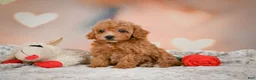 Toy Poodle dogs for sale: Haley - Ad 13
