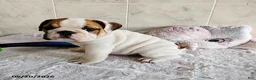 English Bulldog dogs for sale: Rugur - Ad 5
