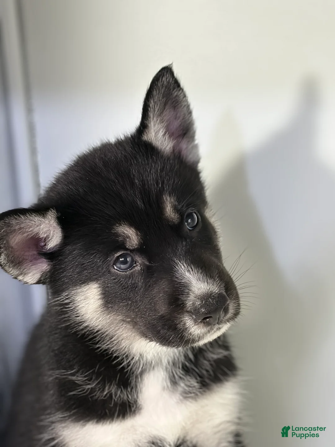 Mixed Breed dogs for sale: Tux - Ad 2