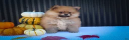 Pomeranian dogs for sale: Max🐾 - Ad 7