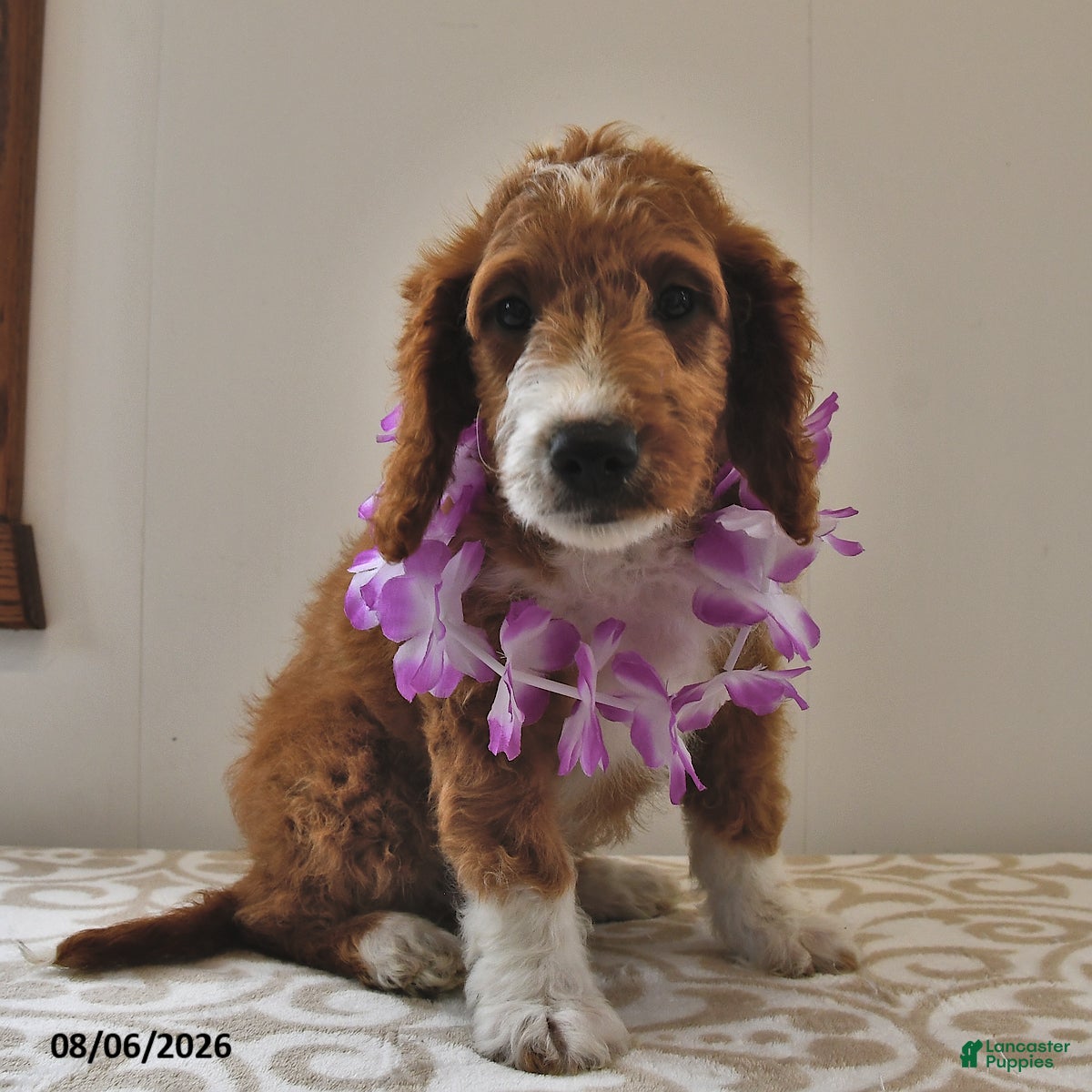 Mini Goldendoodle dogs Fancy  - Ad 2