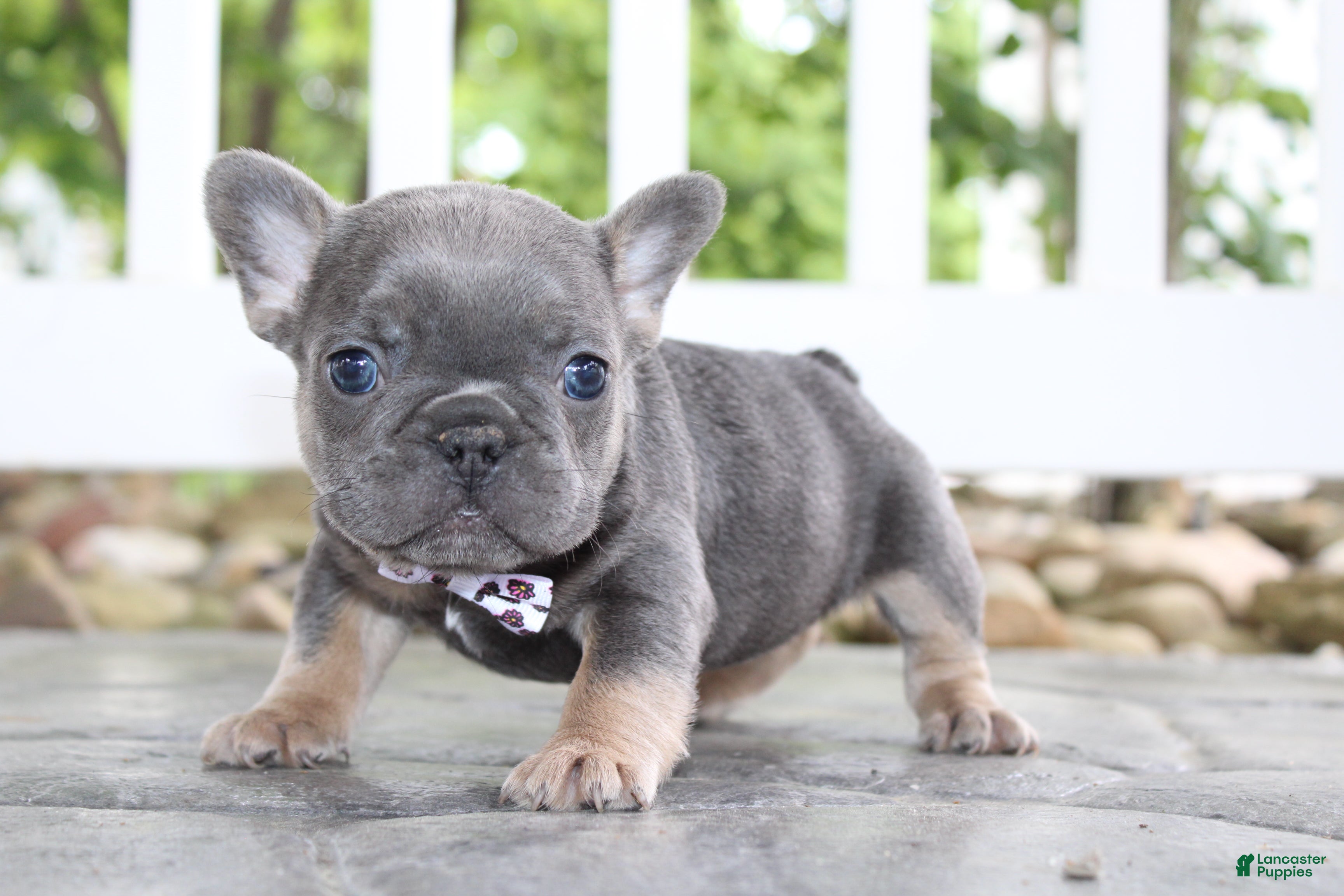 French Bulldog dogs for sale: AKC Zoe - Ad 11