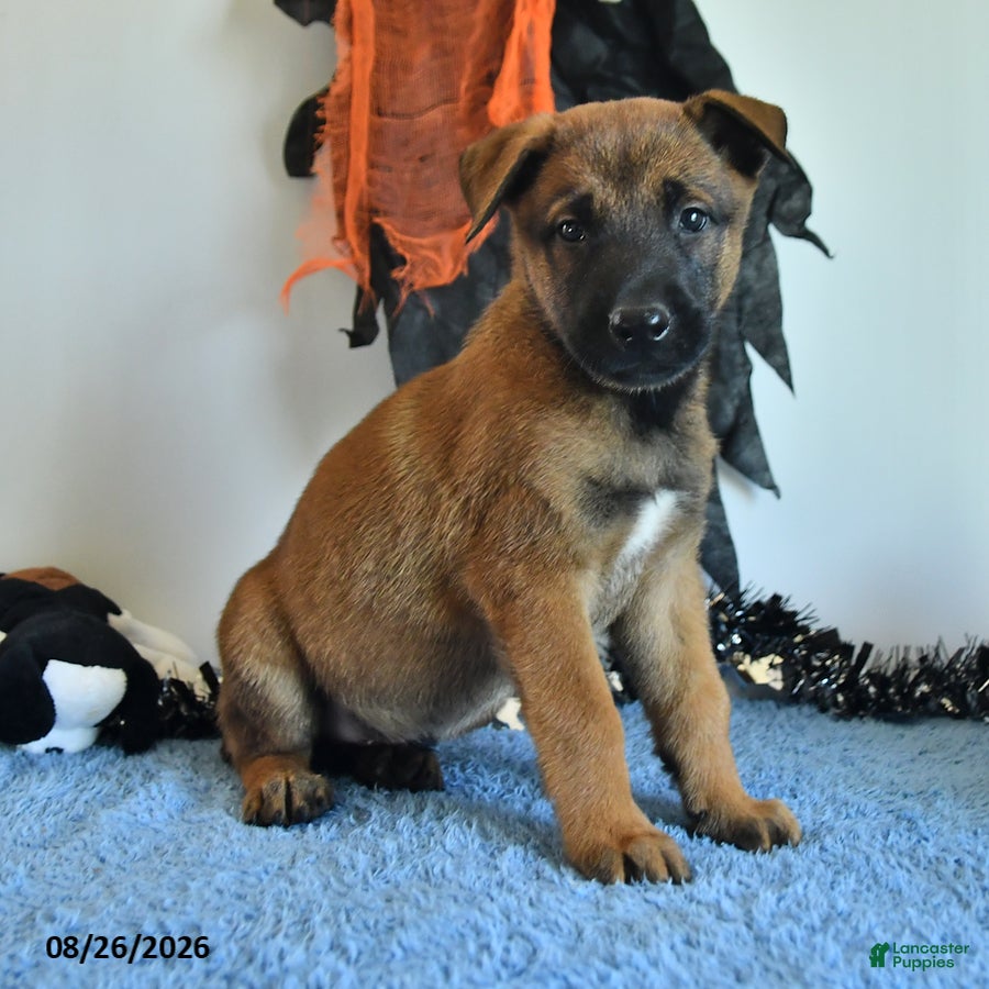 Belgian Malinois dogs Sevenis - Ad 2