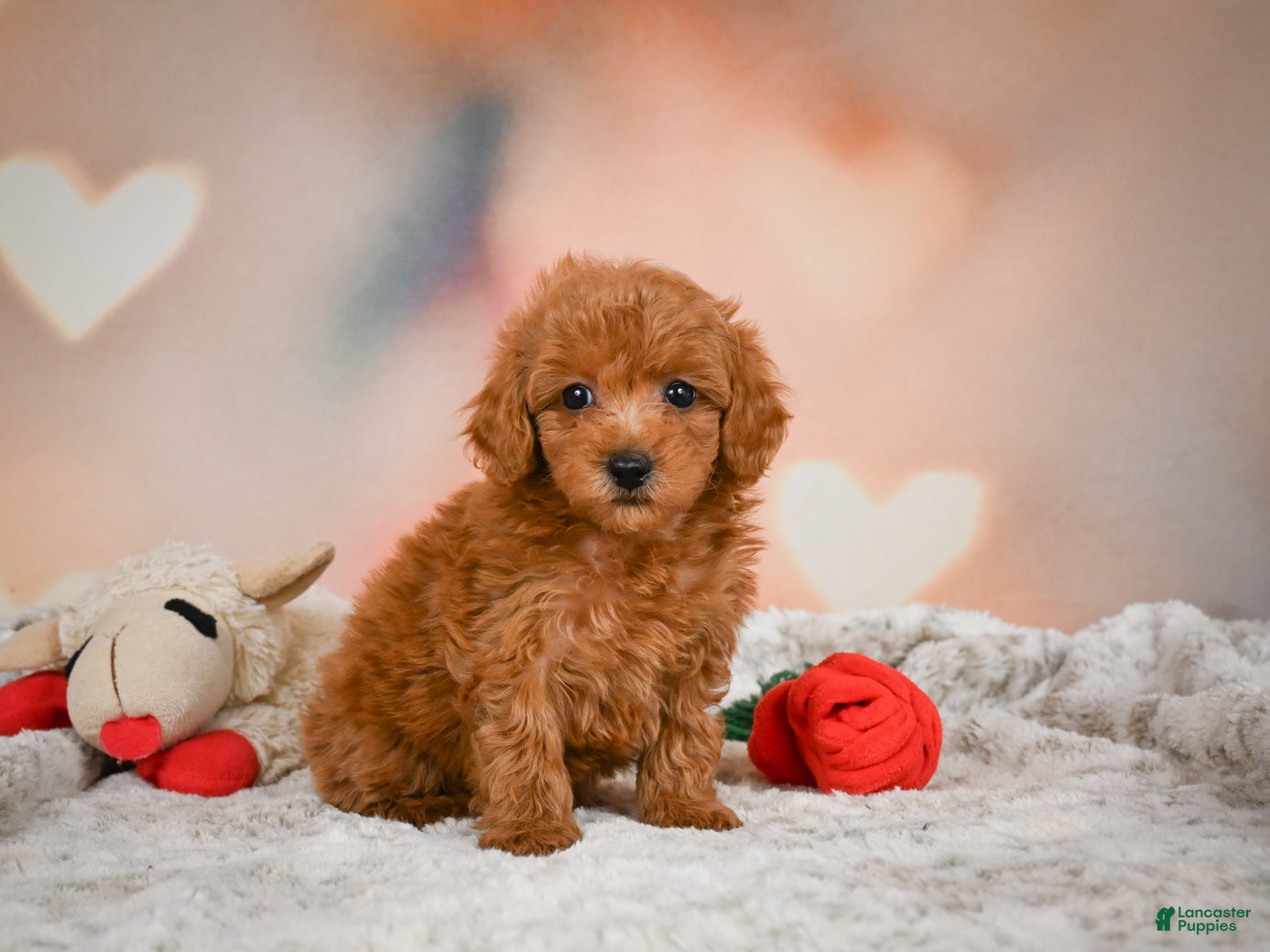 Toy Poodle dogs Alice - Ad 2