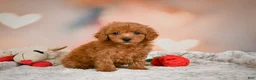 Toy Poodle dogs for sale: Alice - Ad 2