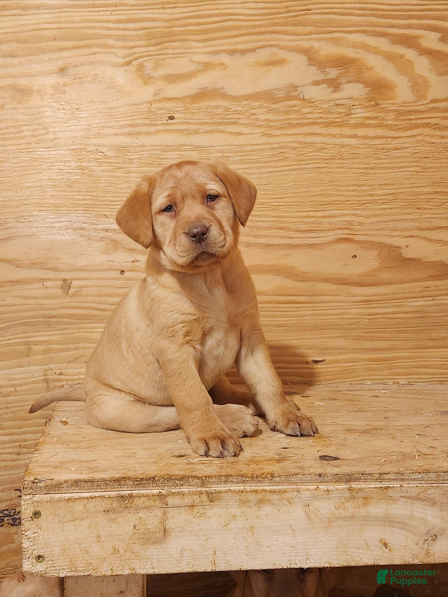 Labrador Retriever dogs Lilac - Ad 5