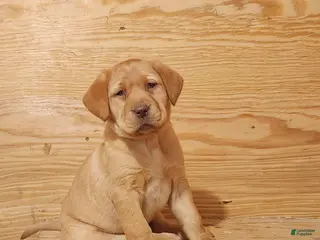 Labrador Retriever dogs Lilac - Ad 5