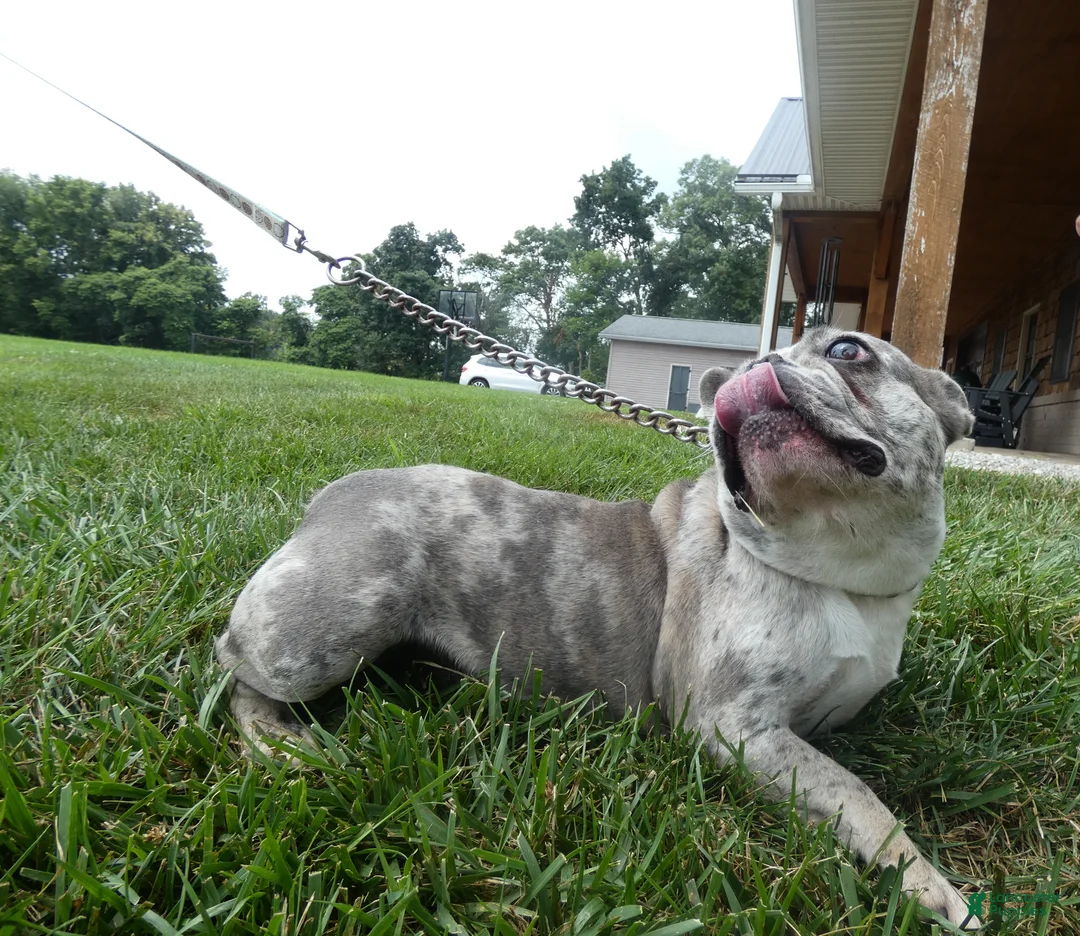 French Bulldog dogs for sale: French Bulldog 1 Skyler - Ad 6