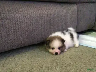 Pomeranian dogs Tim - Ad 4
