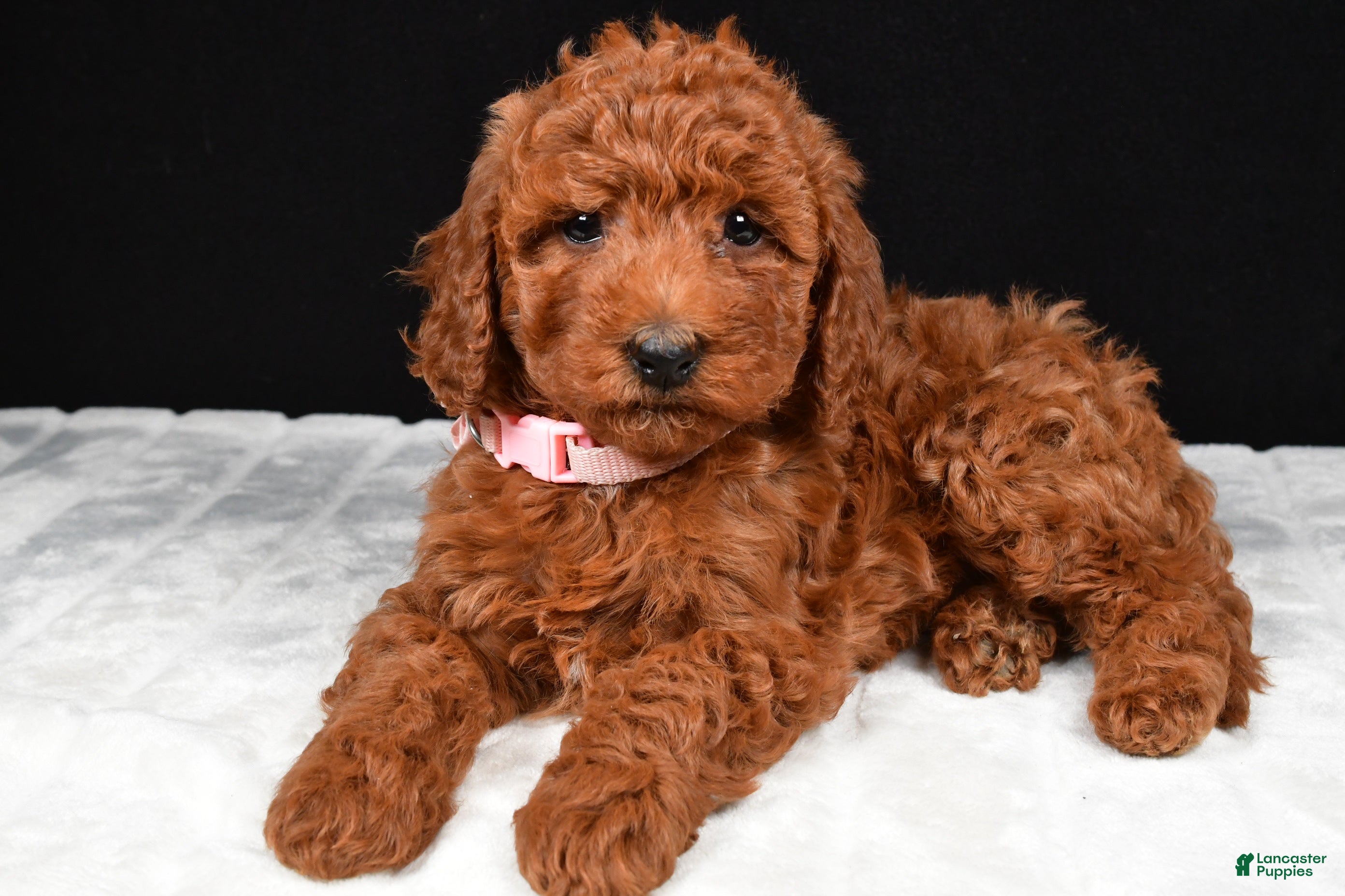 Cavapoo dogs Crystal - Ad 1