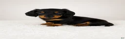 Miniature Dachshund dogs for sale: Gracie - Ad 1