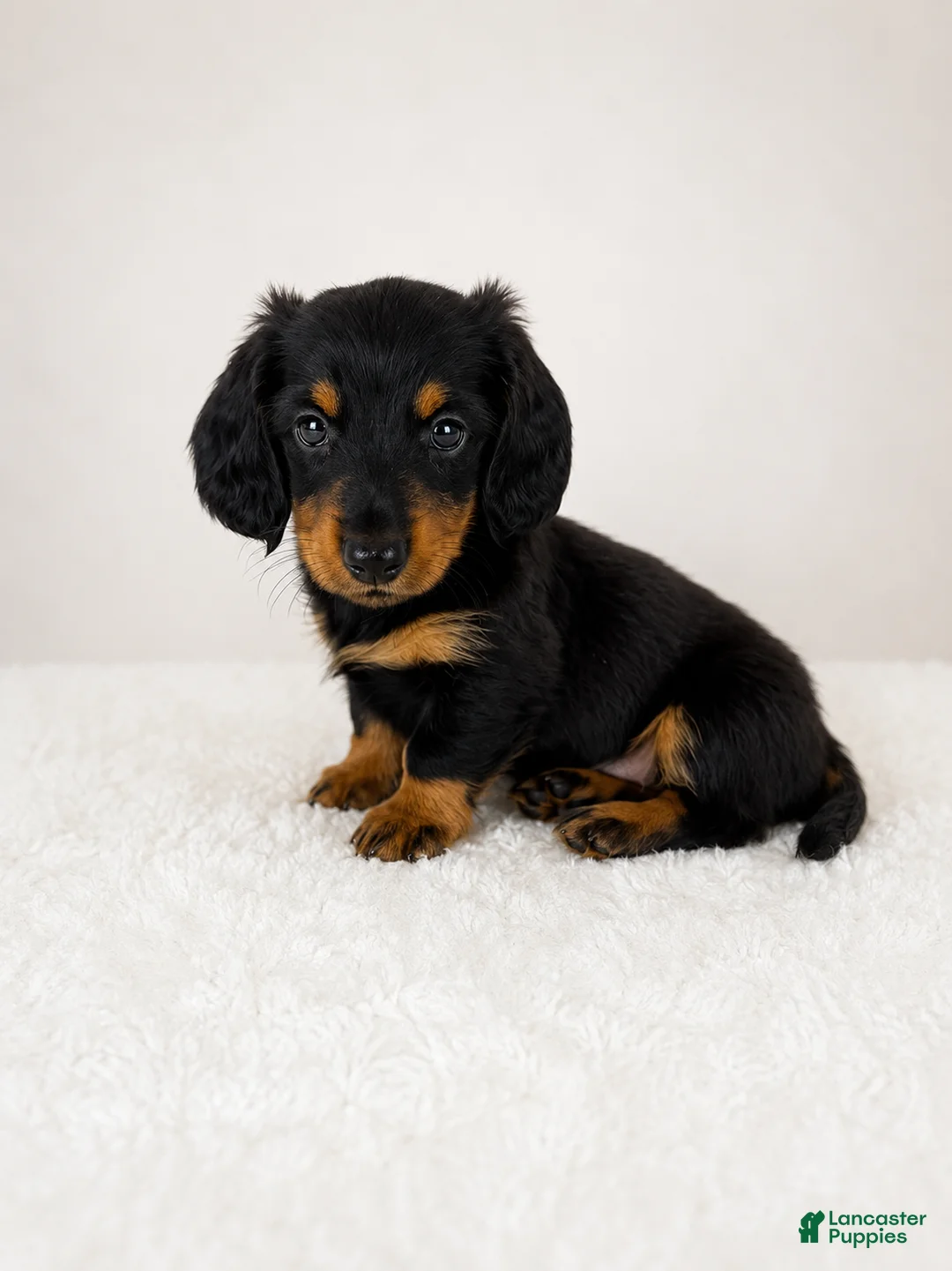 Miniature Dachshund dogs for sale: Gracie - Ad 1