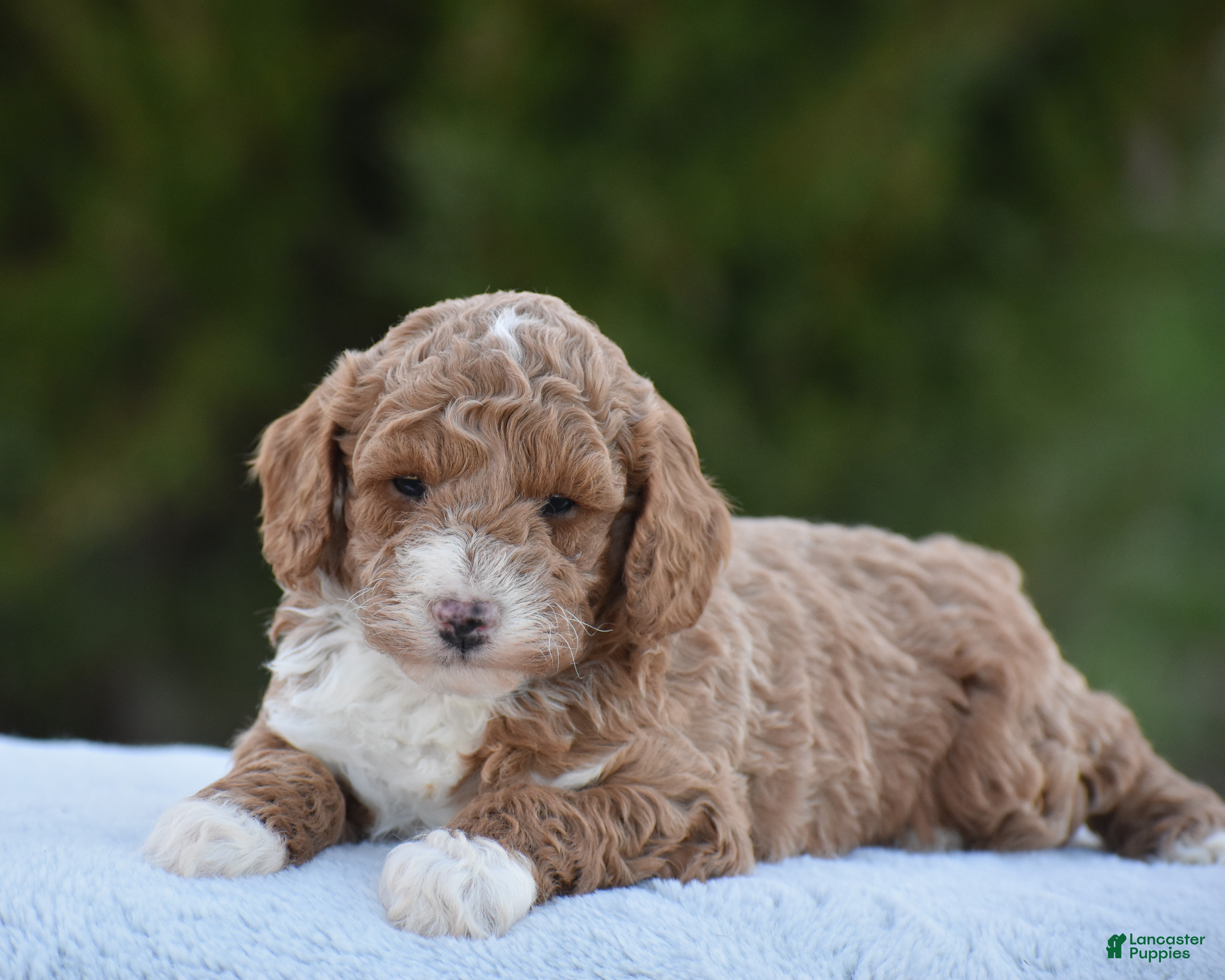 Miniature Poodle dogs Candie - Ad 1