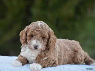 Miniature Poodle dogs for sale: Candie - Ad 3